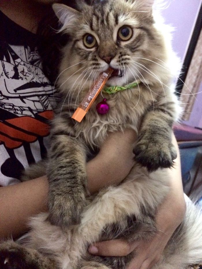 My Cat Hazel Likes To Steal Tiny Boxes.