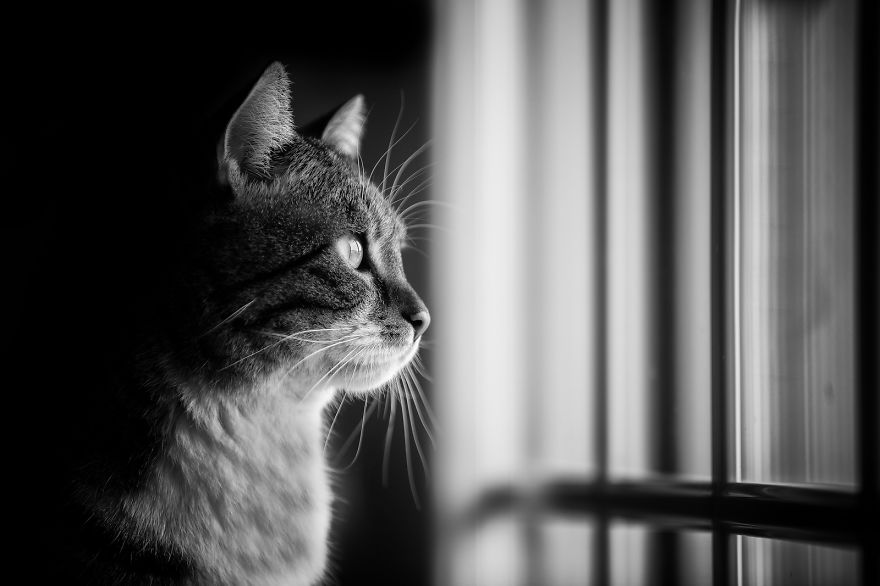 My Cats Spend Hours Looking Through The Window And I Spend Hours Watching Them My Cats Spend Hours Looking Through The Window And I Spend Hours Watching Them