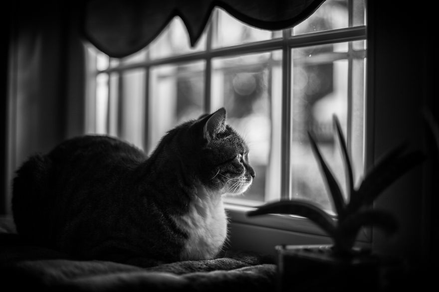 My Cats Spend Hours Looking Through The Window And I Spend Hours Watching Them My Cats Spend Hours Looking Through The Window And I Spend Hours Watching Them