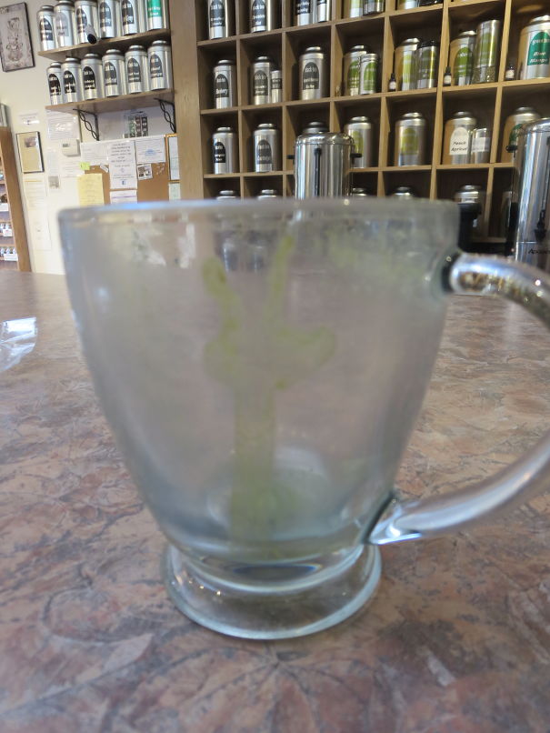 Green Tea Latte Giraffe!