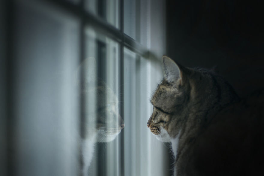 My Cats Spend Hours Looking Through The Window And I Spend Hours Watching Them My Cats Spend Hours Looking Through The Window And I Spend Hours Watching Them