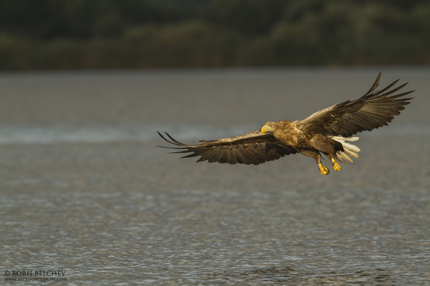 I Spent 5 Months Photographing White-Tailed Eagles In Kintai, Lithuania
