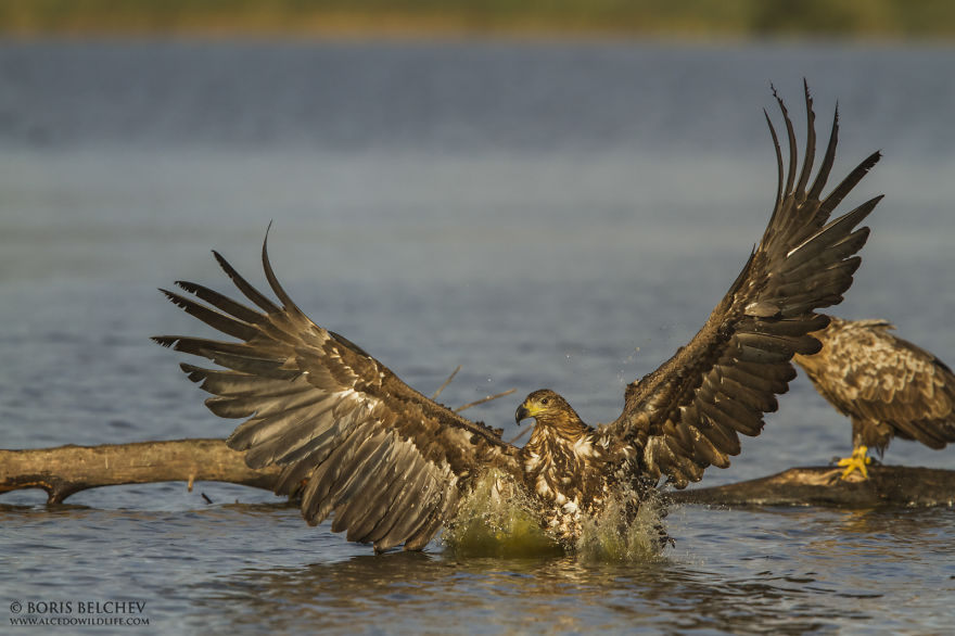 I Spent 5 Months Photographing White-Tailed Eagles In Kintai, Lithuania