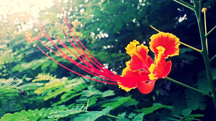 I Don't Know If It Looks Good, I Shot This On The Way To My Nephew's School With My Phone