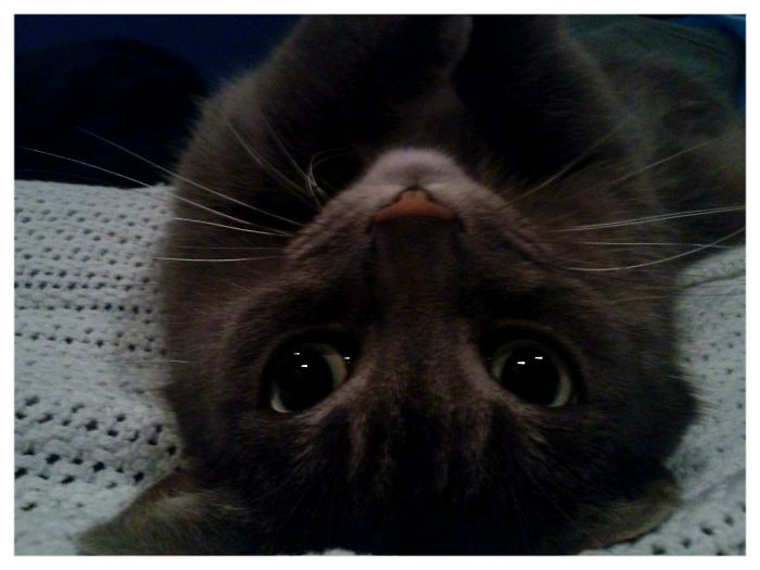 Kitty Selfie! Smokey Love's The Camera, Always Ready To Pose.