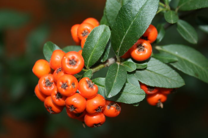 Pyracantha