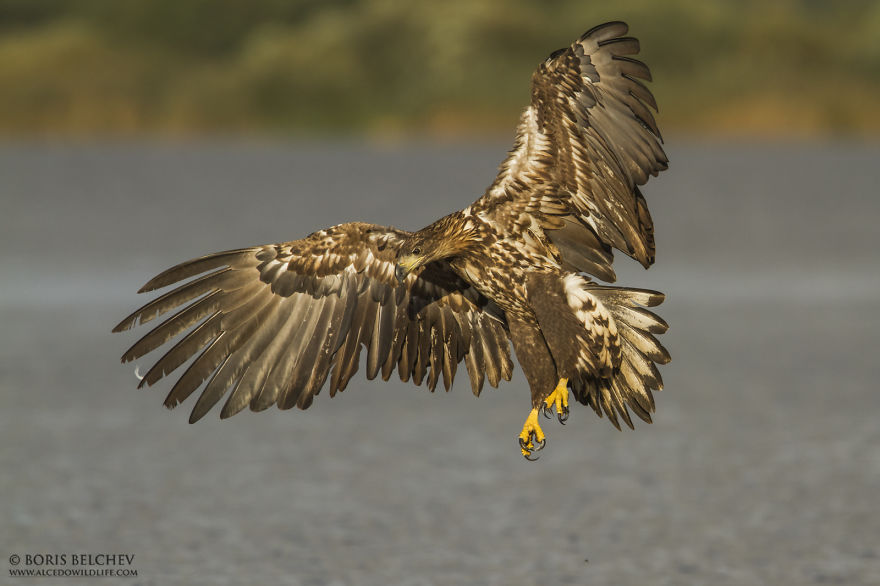 I Spent 5 Months Photographing White-Tailed Eagles In Kintai, Lithuania