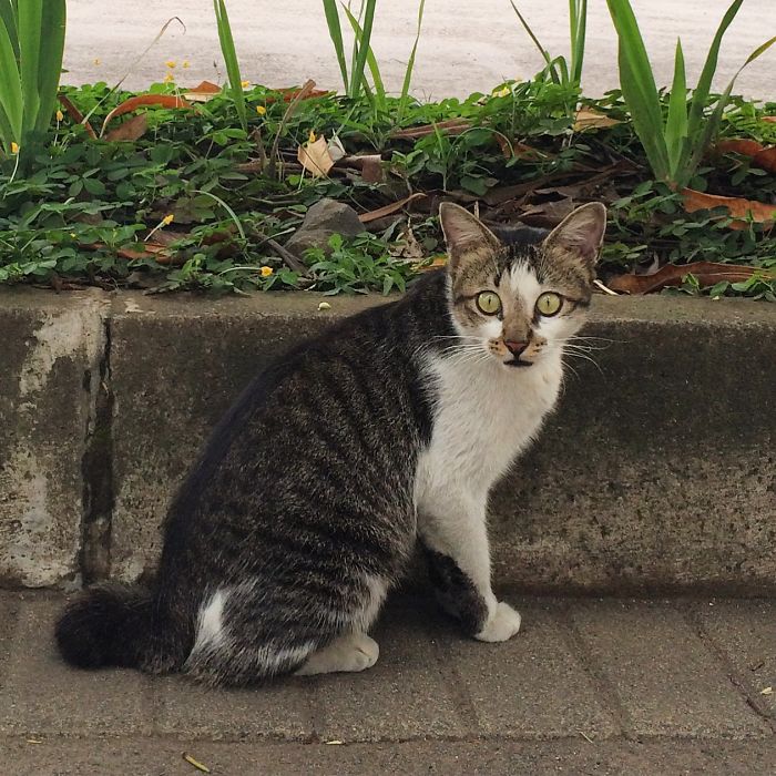 Cat In The Headlights