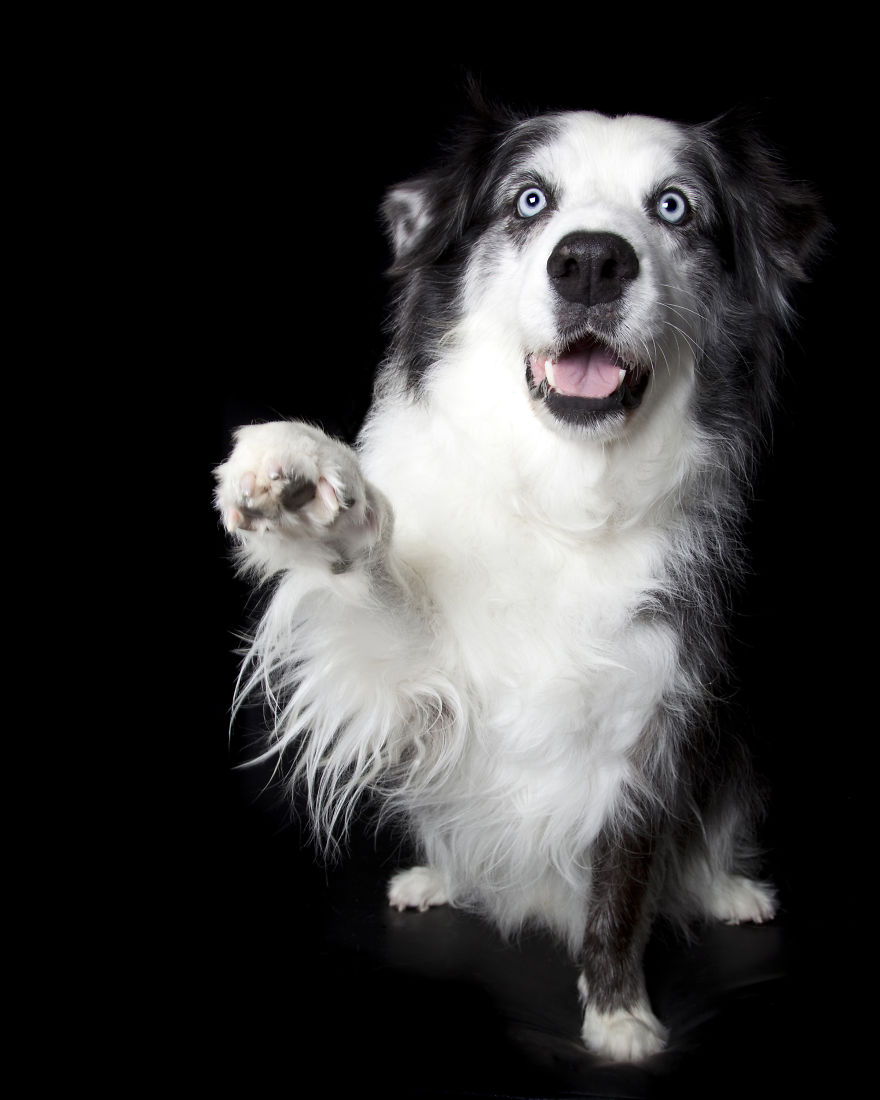 Paws Up: Animal Photographer Captures Dogs Saying 'Hi' Paws Up: Animal Photographer Captures Dogs Saying 'Hi'