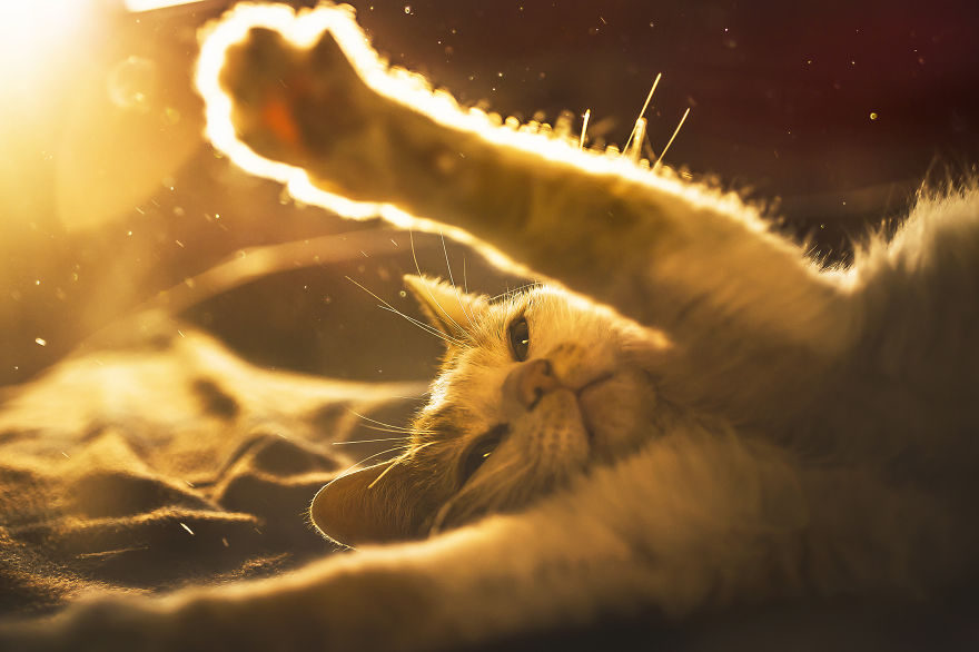 I Photography My Cats During The Golden Hour