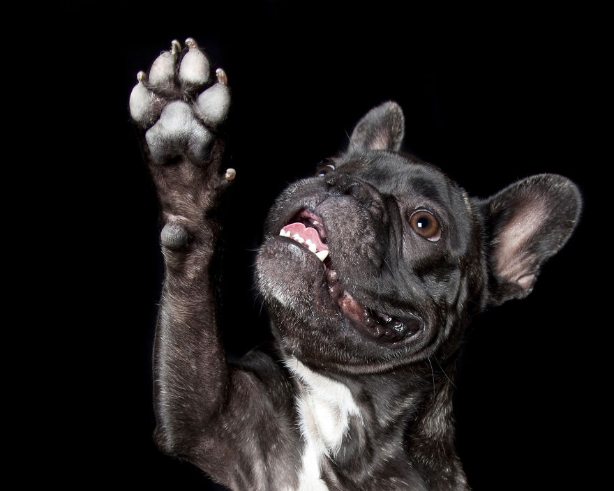 Paws Up: Animal Photographer Captures Dogs Saying 'Hi'