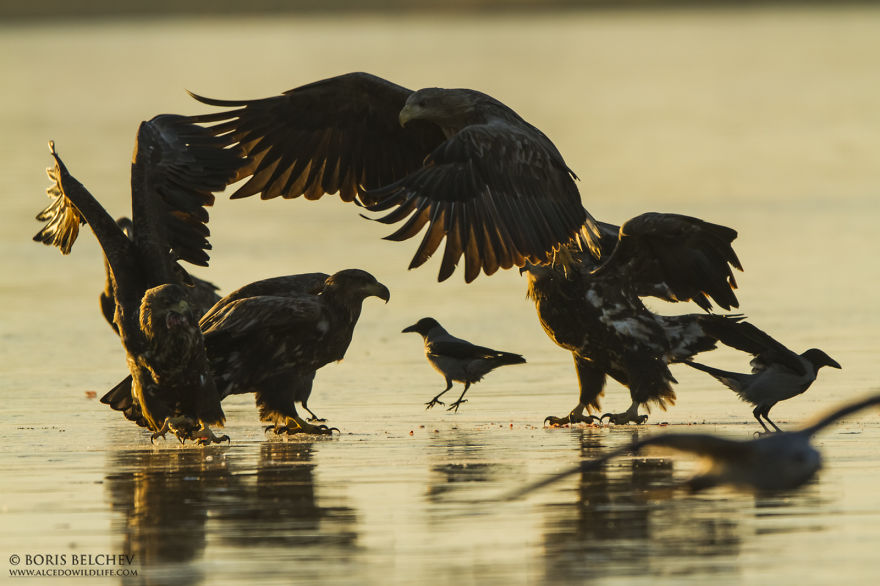 I Spent 5 Months Photographing White-Tailed Eagles In Kintai, Lithuania