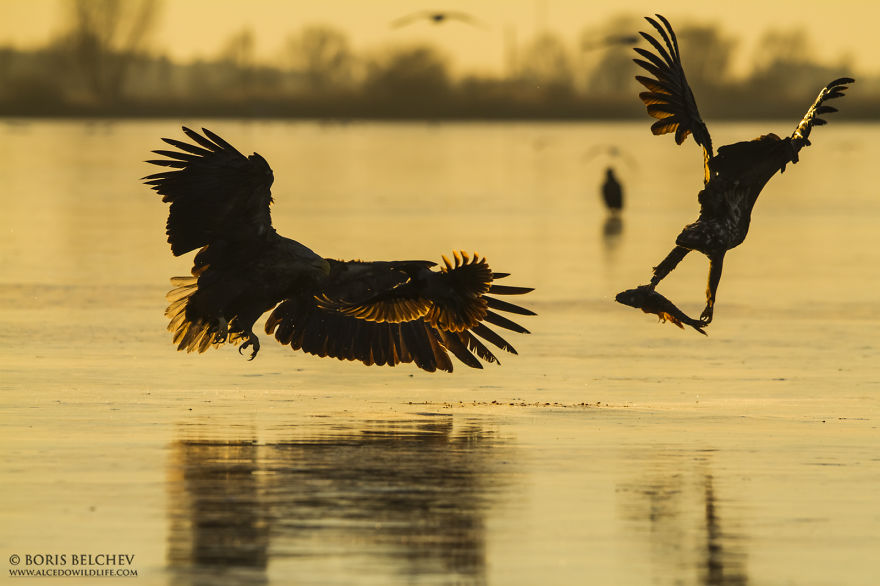 I Spent 5 Months Photographing White-Tailed Eagles In Kintai, Lithuania