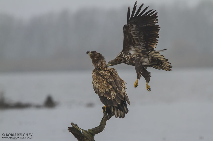 I Spent 5 Months Photographing White-Tailed Eagles In Kintai, Lithuania