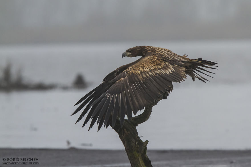 I Spent 5 Months Photographing White-Tailed Eagles In Kintai, Lithuania