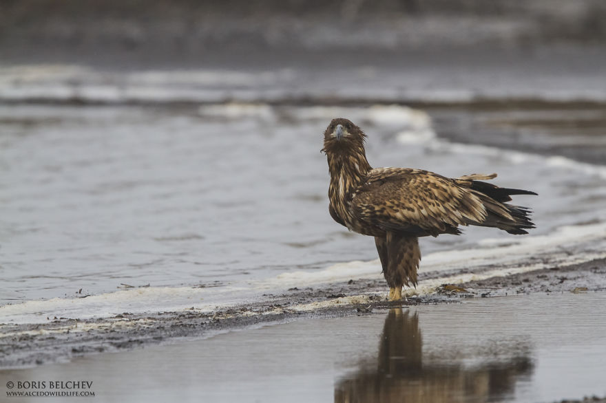I Spent 5 Months Photographing White-Tailed Eagles In Kintai, Lithuania