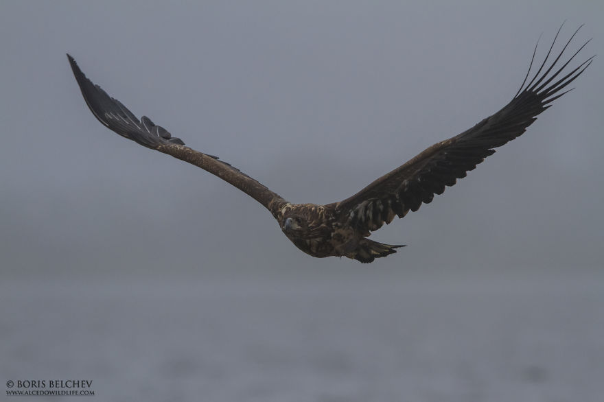 I Spent 5 Months Photographing White-Tailed Eagles In Kintai, Lithuania