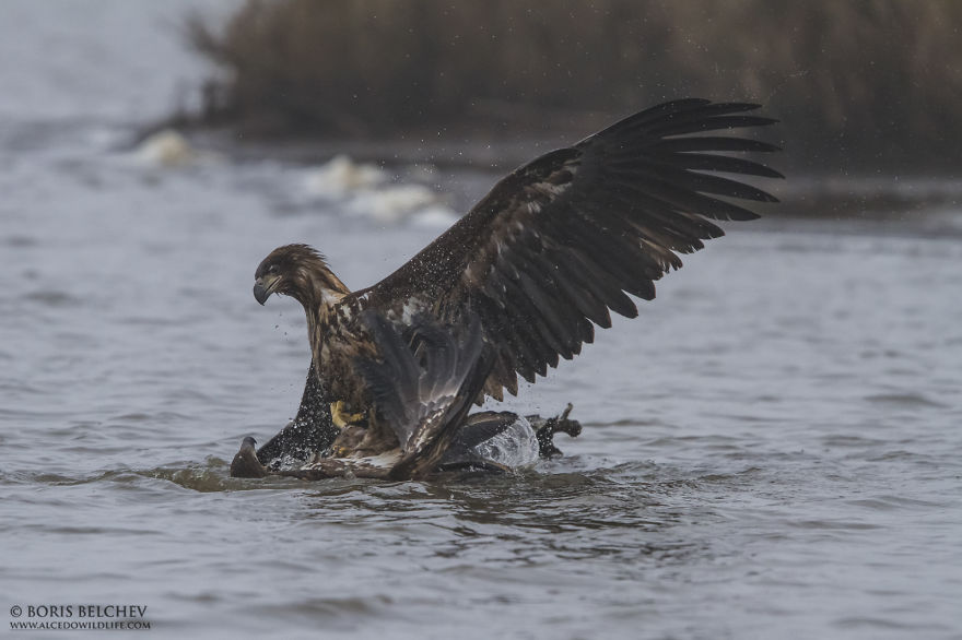 I Spent 5 Months Photographing White-Tailed Eagles In Kintai, Lithuania