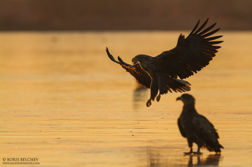 I Spent 5 Months Photographing White-Tailed Eagles In Kintai, Lithuania