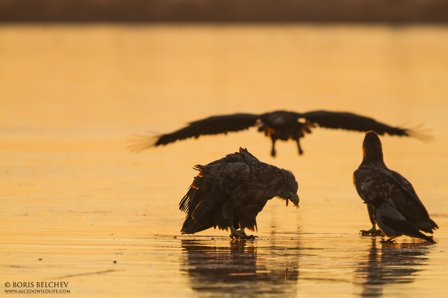 I Spent 5 Months Photographing White-Tailed Eagles In Kintai, Lithuania