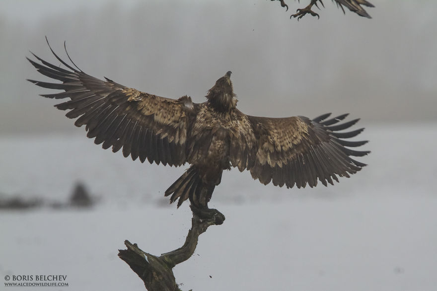 I Spent 5 Months Photographing White-Tailed Eagles In Kintai, Lithuania