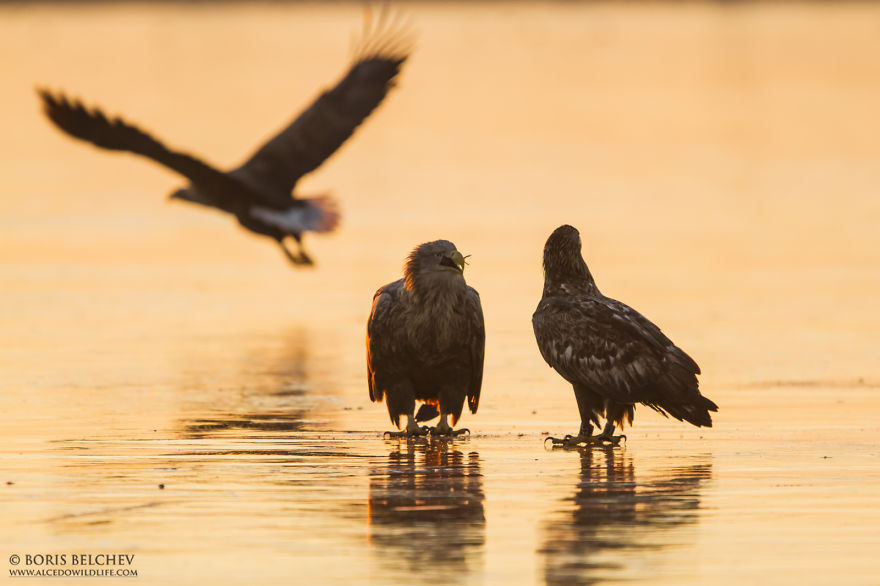 I Spent 5 Months Photographing White-Tailed Eagles In Kintai, Lithuania