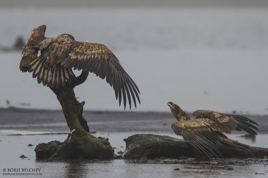I Spent 5 Months Photographing White-Tailed Eagles In Kintai, Lithuania