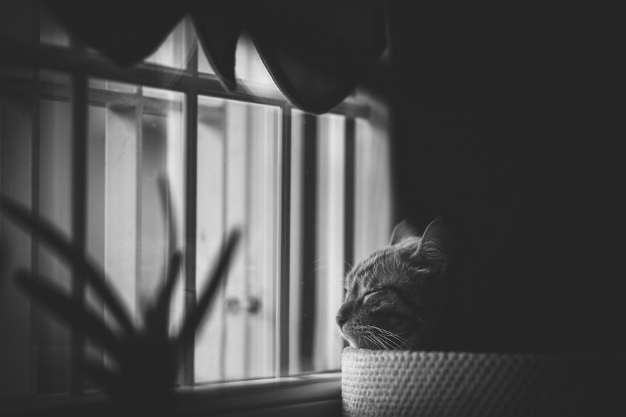 My Cats Spend Hours Looking Through The Window And I Spend Hours Watching Them My Cats Spend Hours Looking Through The Window And I Spend Hours Watching Them