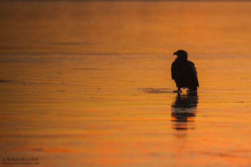 I Spent 5 Months Photographing White-Tailed Eagles In Kintai, Lithuania