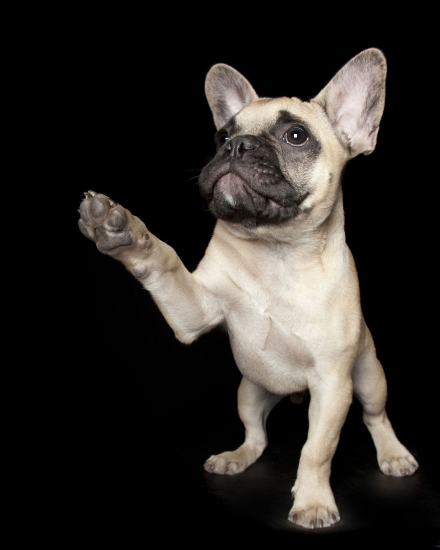 Paws Up: Animal Photographer Captures Dogs Saying 'Hi' Paws Up: Animal Photographer Captures Dogs Saying 'Hi'
