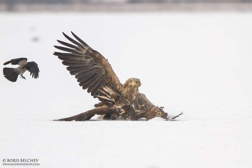 I Spent 5 Months Photographing White-Tailed Eagles In Kintai, Lithuania