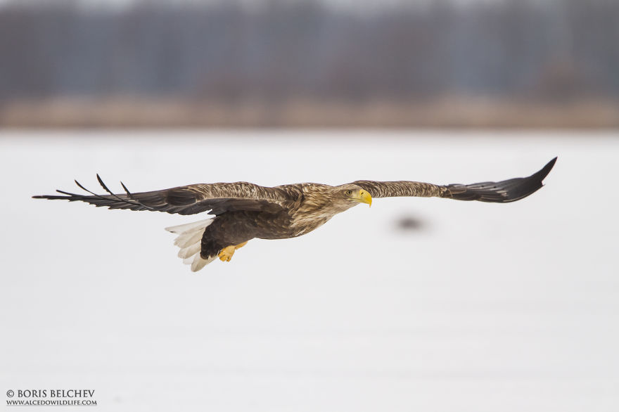 I Spent 5 Months Photographing White-Tailed Eagles In Kintai, Lithuania
