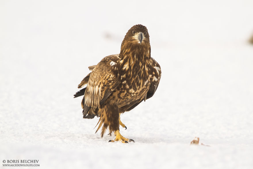 I Spent 5 Months Photographing White-Tailed Eagles In Kintai, Lithuania