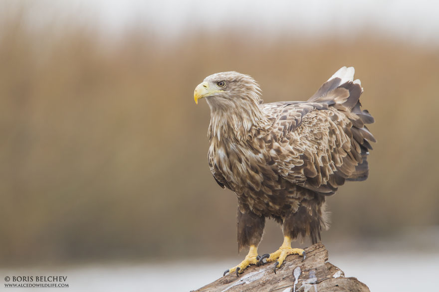 I Spent 5 Months Photographing White-Tailed Eagles In Kintai, Lithuania