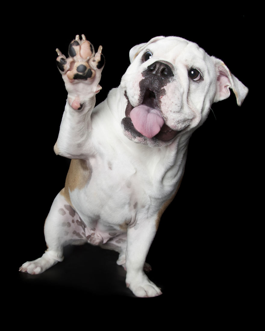 Paws Up: Animal Photographer Captures Dogs Saying 'Hi' Paws Up: Animal Photographer Captures Dogs Saying 'Hi'