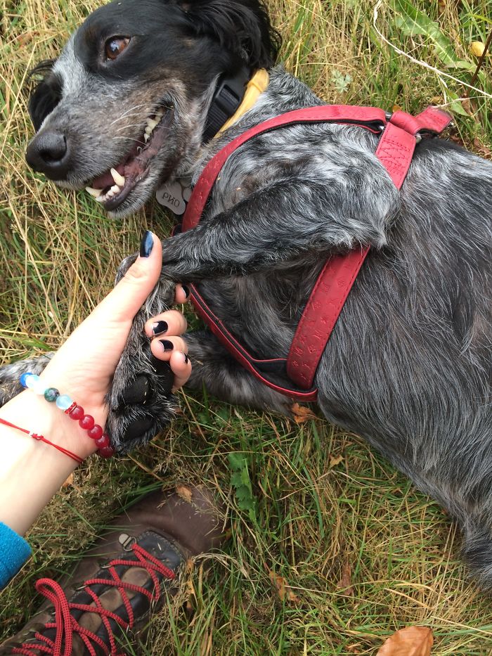 Rio On His First Walk In The Mountains After We Adopted Him :)