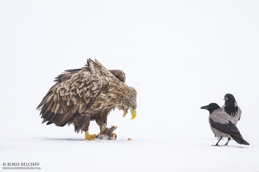 I Spent 5 Months Photographing White-Tailed Eagles In Kintai, Lithuania