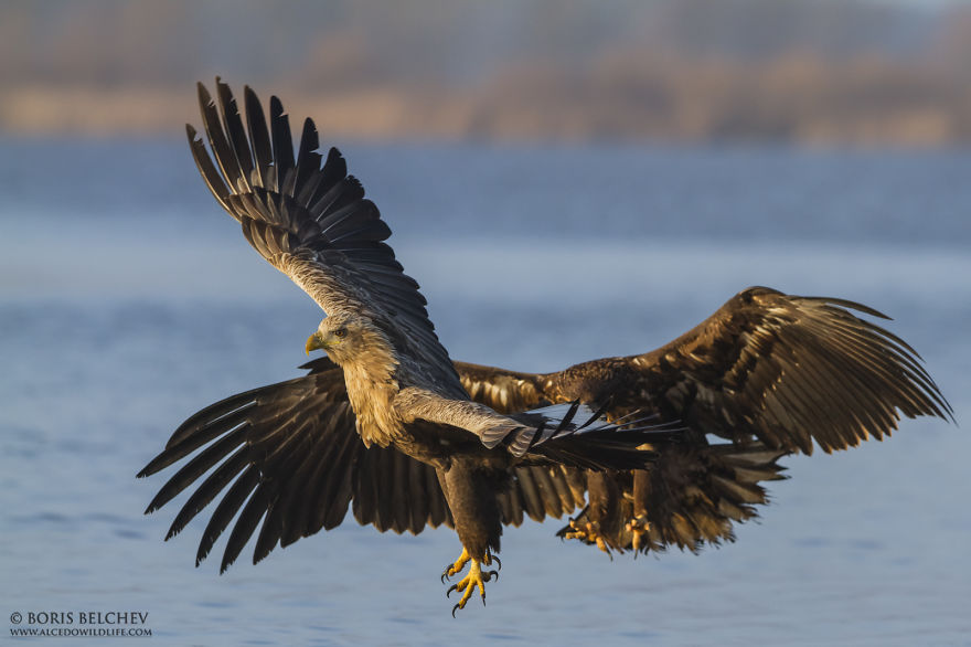 I Spent 5 Months Photographing White-Tailed Eagles In Kintai, Lithuania