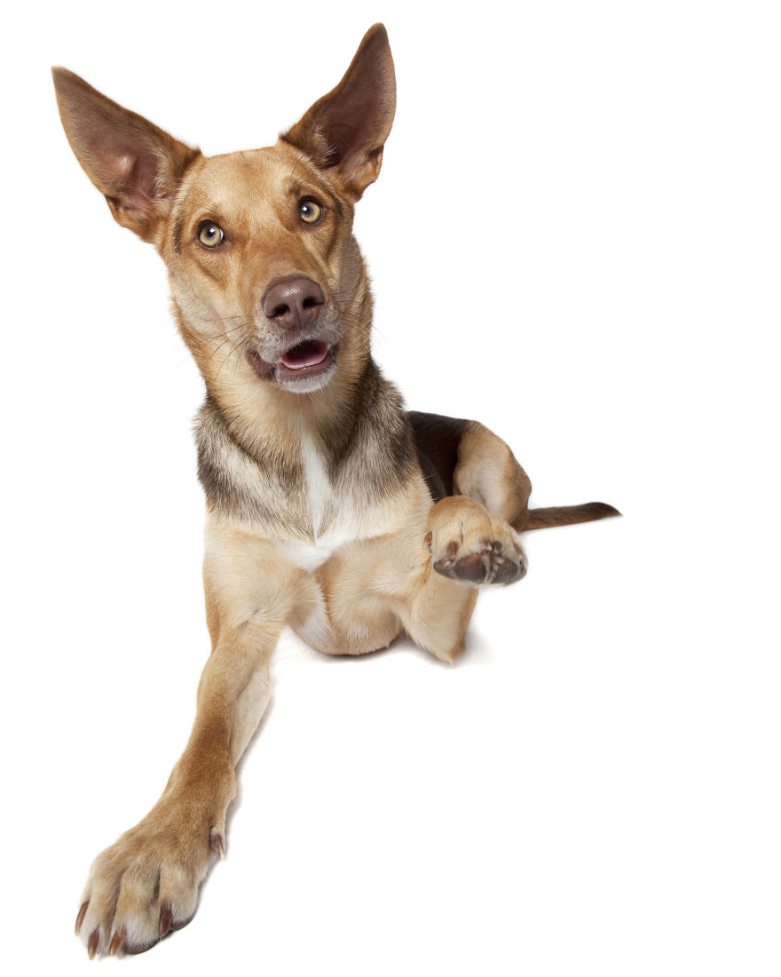 Paws Up: Animal Photographer Captures Dogs Saying 'Hi' Paws Up: Animal Photographer Captures Dogs Saying 'Hi'