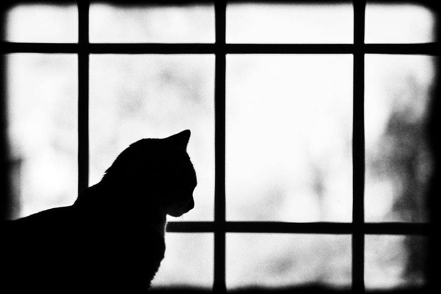 My Cats Spend Hours Looking Through The Window And I Spend Hours Watching Them My Cats Spend Hours Looking Through The Window And I Spend Hours Watching Them