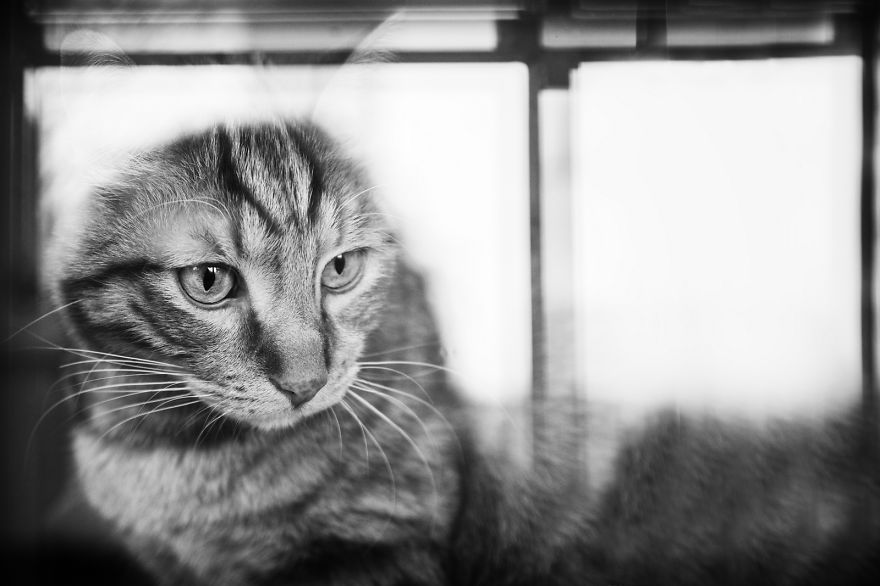 My Cats Spend Hours Looking Through The Window And I Spend Hours Watching Them My Cats Spend Hours Looking Through The Window And I Spend Hours Watching Them