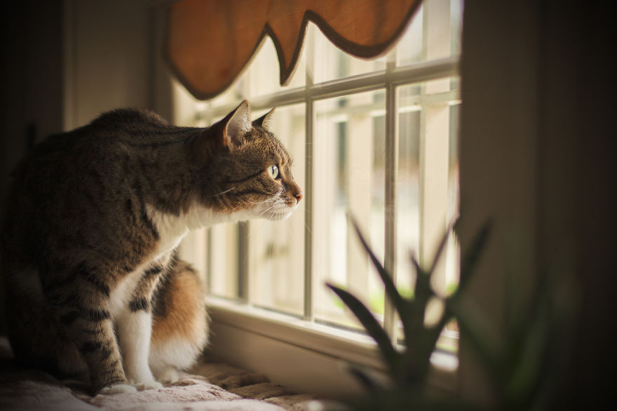 My Cats Spend Hours Looking Through The Window And I Spend Hours Watching Them My Cats Spend Hours Looking Through The Window And I Spend Hours Watching Them