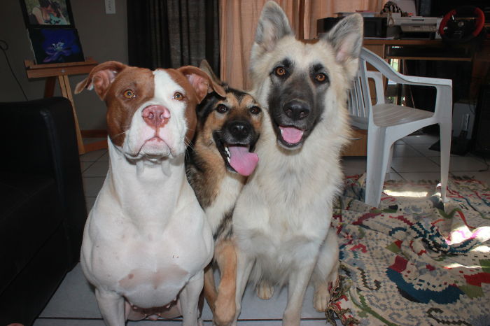 Gypsy (their Best Friend) Sansa,always Trying To Squish In And Arya Just Got Home From The Park