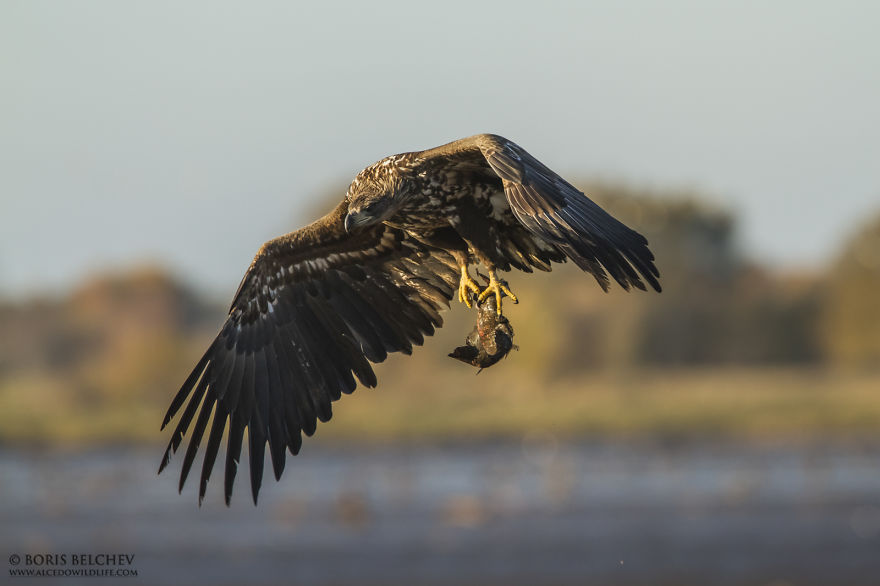 I Spent 5 Months Photographing White-Tailed Eagles In Kintai, Lithuania