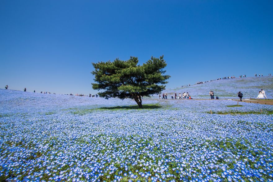 4.5 Million Baby Blue Eyes Just Bloomed In Japan's Hitachi Seaside Park And I Shot Them 4.5 Million Baby Blue Eyes Just Bloomed In Japan's Hitachi Seaside Park And I Shot Them