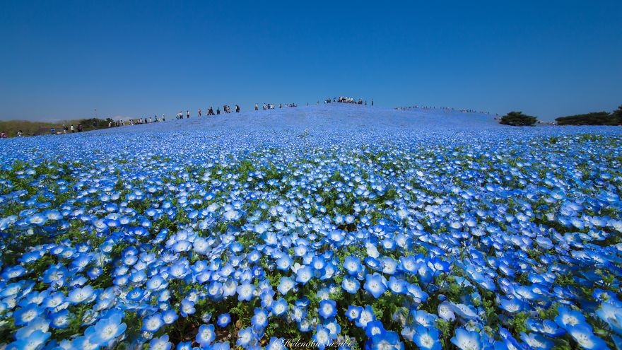 4.5 Million Baby Blue Eyes Just Bloomed In Japan's Hitachi Seaside Park And I Shot Them