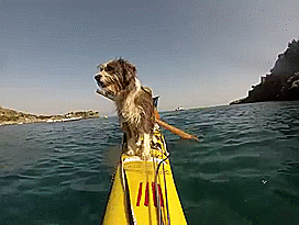 I Quit My Job To Kayak The Mediterranean Sea And Took A Dog (3 Years & 5000km So Far)