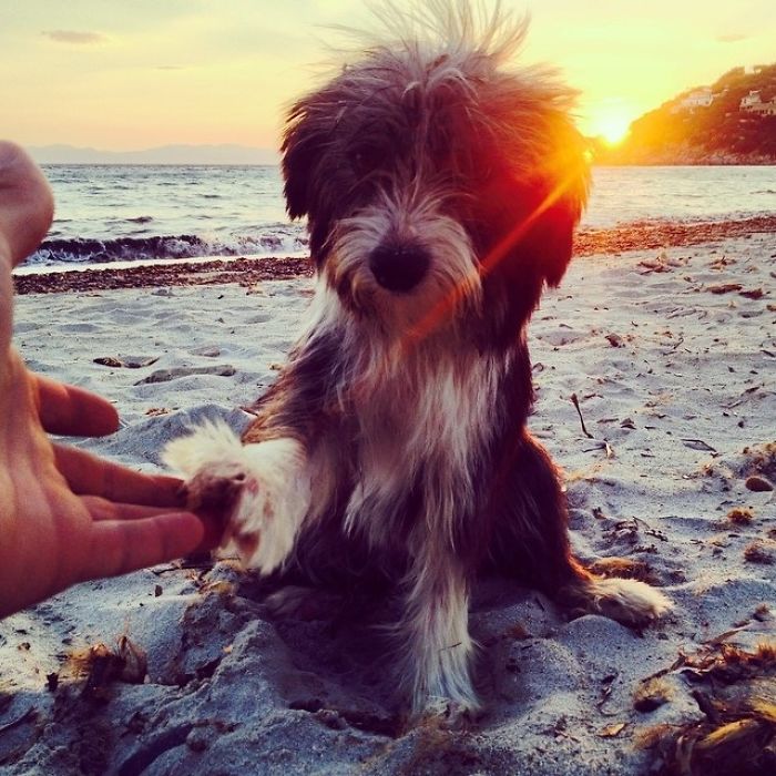 I Quit My Job To Kayak The Mediterranean Sea And Took A Dog (3 Years & 5000km So Far)