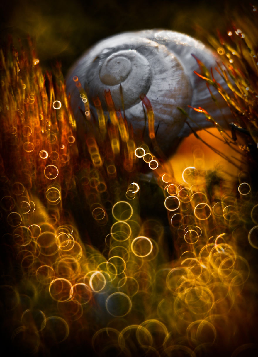 Fairytale Macro World by Polish Photographer Magda Wasiczek Fairytale Macro World by Polish Photographer Magda Wasiczek