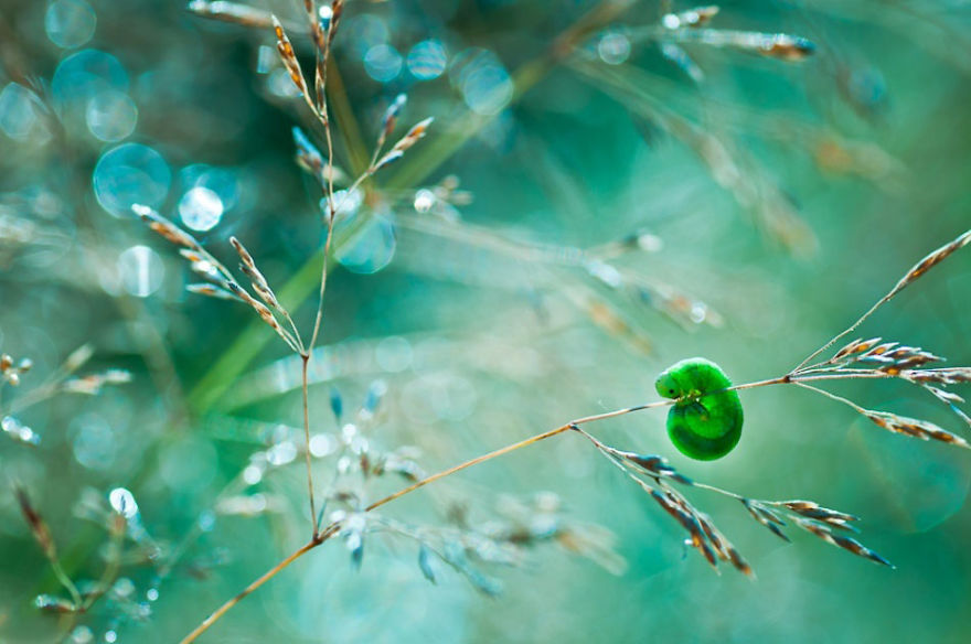 Fairytale Macro World by Polish Photographer Magda Wasiczek Fairytale Macro World by Polish Photographer Magda Wasiczek